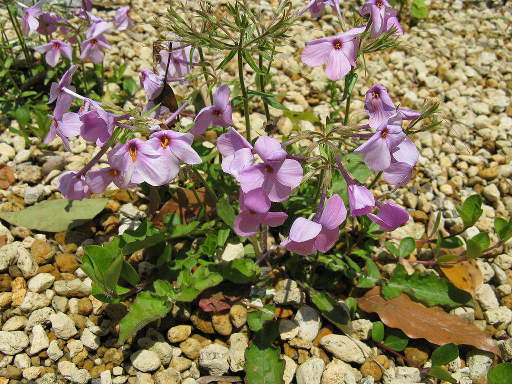 Phlox pilosa